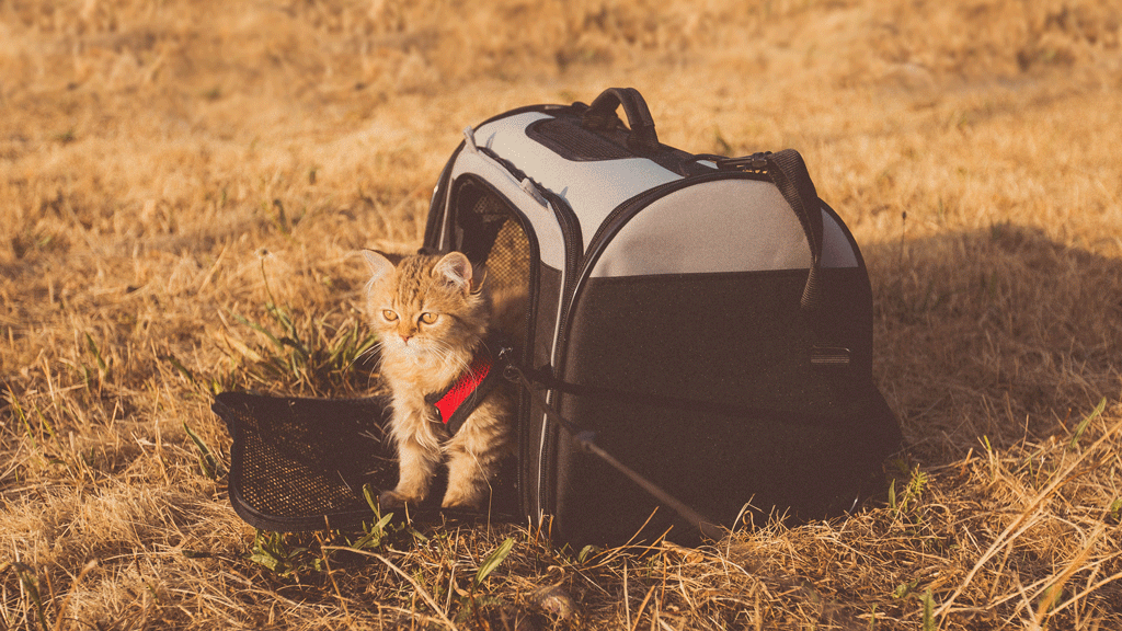 cat carriers for travel