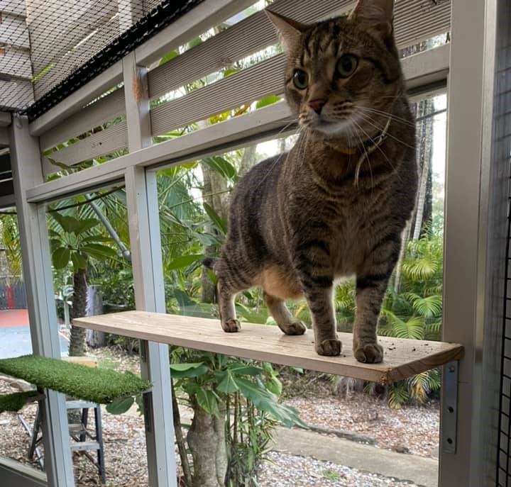 16 Reasons To Put Your Cat In A Cattery While On Vacation