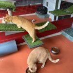 Cats at cattery