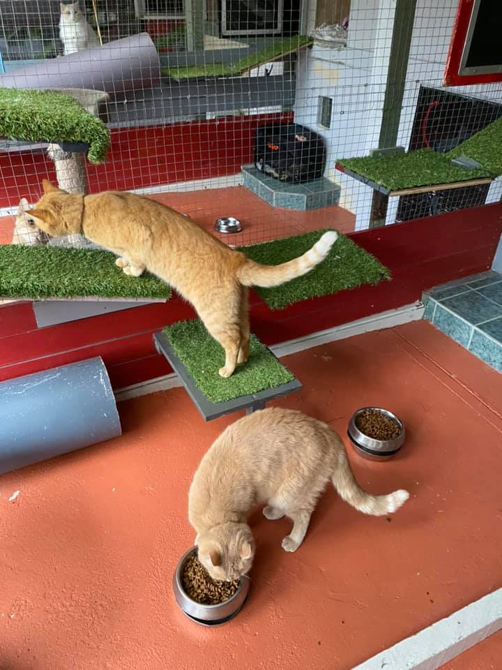 Cats at cattery