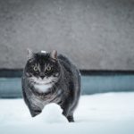 Fat cat walking in the snow