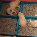 Multiple Litter Trays